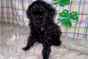 Kiera - Poodle, Toy for sale