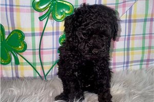 Kristoff - Poodle, Toy for sale