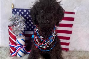 Kristoff - Poodle, Toy for sale