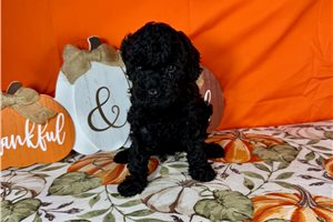 Gretchen - Toy Poodle for sale