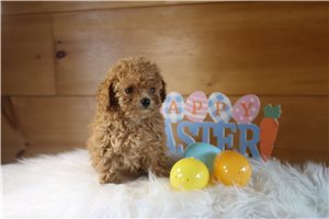 Bethany - Poodle, Toy for sale