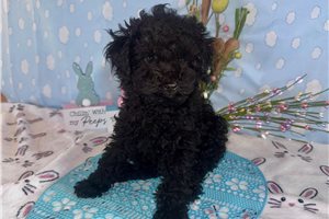 Kristoff - Poodle, Toy for sale
