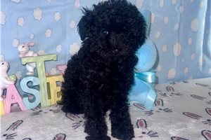 Kristoff - Toy Poodle for sale