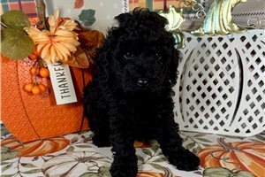 Goose - Toy Poodle for sale
