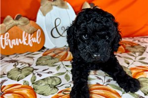 Goose - Toy Poodle for sale