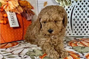 Linus - Toy Poodle for sale