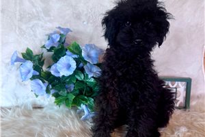 Kristoff - Poodle, Toy for sale