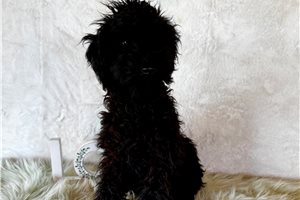 Kristoff - Poodle, Toy for sale