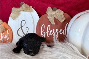 Gretchen - puppy for sale