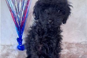 Kristoff - Poodle, Toy for sale