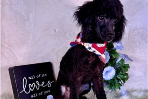 Kristoff - Poodle, Toy for sale