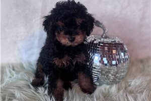 McKinley - puppy for sale