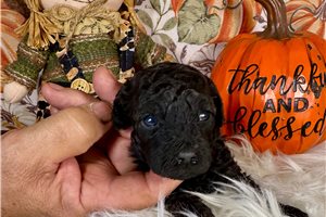 Greta - Toy Poodle for sale