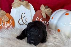 Gothel - puppy for sale