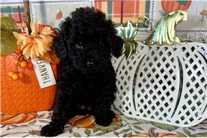 Gothel - Toy Poodle for sale
