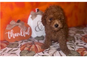 Olivia - puppy for sale