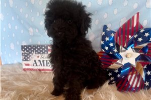 Kristoff - Toy Poodle for sale