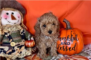 Linus - Toy Poodle for sale