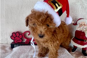 Renata - puppy for sale