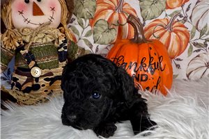 Gracie - Toy Poodle for sale