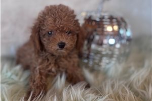 Mary - puppy for sale