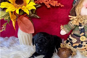 Gretchen - Toy Poodle for sale