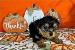 Heather - Yorkie for sale