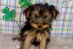 Blaire - Yorkshire Terrier - Yorkie for sale