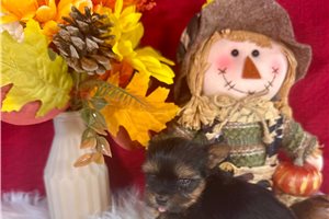 Ford - Yorkshire Terrier - Yorkie for sale