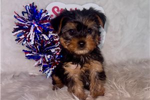 Alice - Yorkshire Terrier - Yorkie for sale