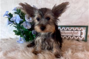 Link - Yorkshire Terrier - Yorkie for sale