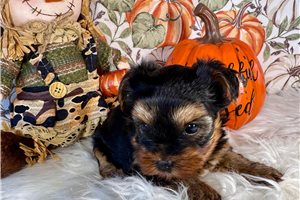 Nikki - Yorkie for sale