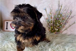Davey - Yorkshire Terrier - Yorkie for sale