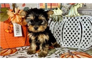 Daphne - Yorkie for sale