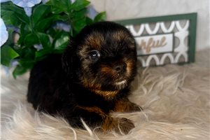 Davey - puppy for sale