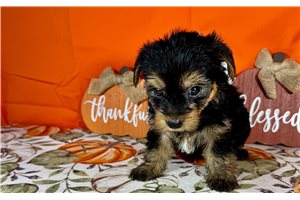 Heidi - Yorkie for sale