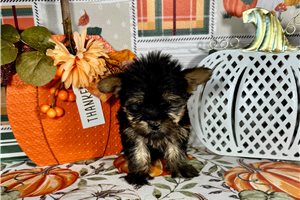 Finley - Yorkie for sale