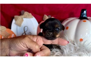 Finley - puppy for sale