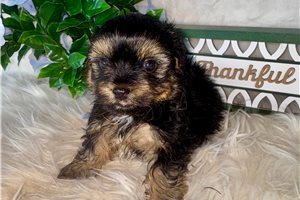 Dale - puppy for sale