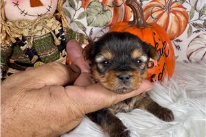 Holden - puppy for sale