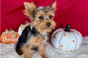 Jezebelle - Yorkshire Terrier - Yorkie for sale
