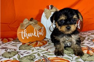 Hermes - Yorkie for sale