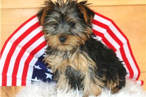 Taylor - Yorkshire Terrier - Yorkie for sale