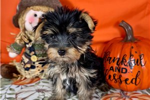 Florence - Yorkie for sale