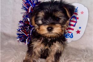 Amos - Yorkshire Terrier - Yorkie for sale