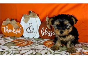 Daphne - Yorkie for sale