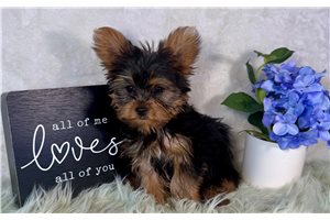 Jillian - puppy for sale
