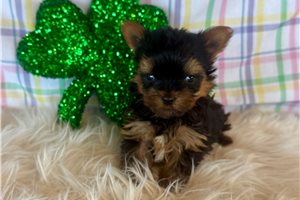 Jonah - Yorkshire Terrier - Yorkie for sale