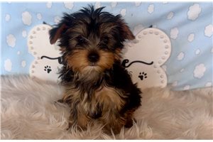 Jinks - Yorkshire Terrier - Yorkie for sale