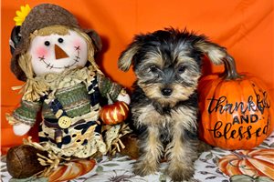 Darby - Yorkie for sale